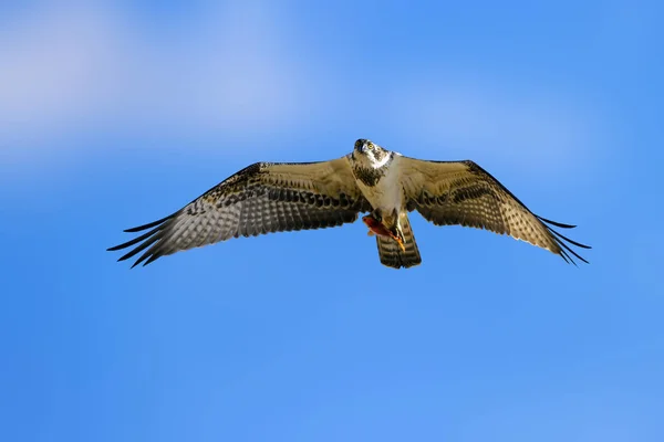 Osprey Nature Background Bird Western Osprey Pandion Haliaetus — Stock Photo, Image