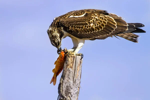 Balbuzard Fond Naturel Oiseau Balbuzard Pêcheur Pandion Haliaetus — Photo