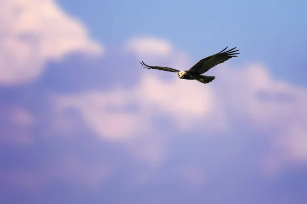 Létající Pták Dravec Modrá Obloha Pozadí Ptáček Harrier Západního Bažiny — Stock fotografie