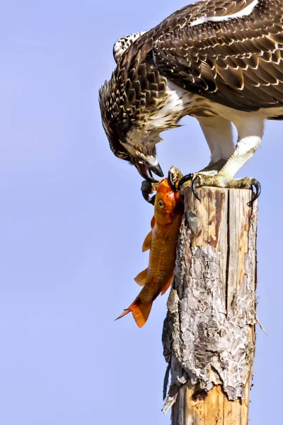 Osprey Fondo Naturaleza Bird Western Osprey Pandion Haliaetus — Foto de Stock