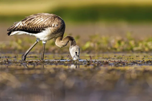 Flamingo. Renkli doğa arka plan. Kuş: Büyük Flamingo. Fenikekopterus roseus. 