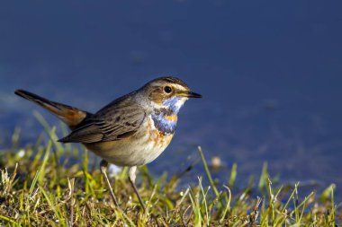Sevimli kuş Bluethroat. Doğa arka planı. Kuş: Bluethroat. Luscinia svecica.