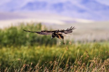 Yırtıcı kuş. Doğa Arka Plan. Kuş: Batı Bataklık Harrier. Sirk aeruginosus. 