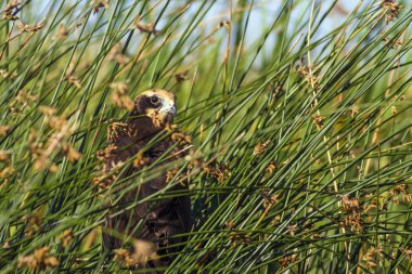 Yırtıcı kuş. Doğa Arka Plan. Kuş: Batı Bataklık Harrier. Sirk aeruginosus. 