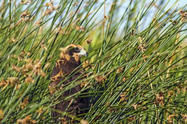 Yırtıcı kuş. Doğa Arka Plan. Kuş: Batı Bataklık Harrier. Sirk aeruginosus. 