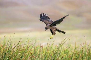 Yırtıcı kuş. Doğa Arka Plan. Kuş: Batı Bataklık Harrier. Sirk aeruginosus. 