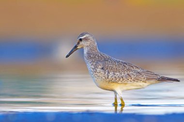 Su kuşu. Kırmızı Düğüm. Sarı mavi doğa arka plan.