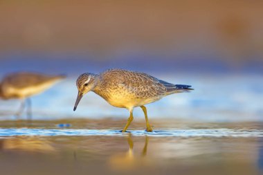 Su kuşu. Kırmızı Düğüm. Sarı mavi doğa arka plan.