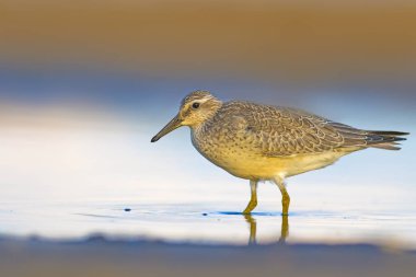 Su kuşu. Kırmızı Düğüm. Sarı mavi doğa arka plan.