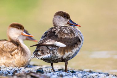 Ortak Pochard. Doğal arka plan. Kuş: Ortak Pochard. Aythya ferina