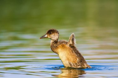 Ortak Pochard. Doğal arka plan. Kuş: Ortak Pochard. Aythya ferina