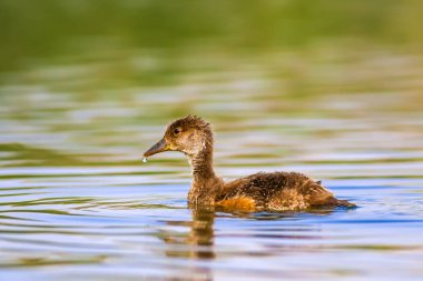 Ortak Pochard. Doğal arka plan. Kuş: Ortak Pochard. Aythya ferina