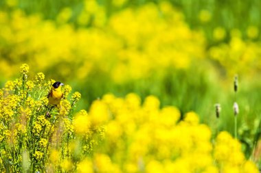 Bahar doğası. Yeşil ve sarı doğa arka plan. Sevimli küçük kuş Siyah başlı Kiraz kuşu.  