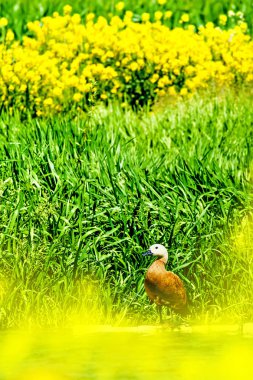 Ruddy Shelduck. Su doğa arka plan. 