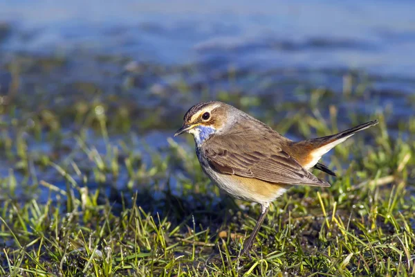 Cute bird Bluethroat. Nature background. Bird: Bluethroat. Luscinia svecica.