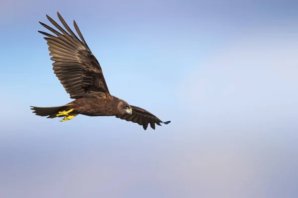 Roofvogel Natuur Achtergrond Vogel Westerse Kiekendief Circus Aeruginosus — Stockfoto