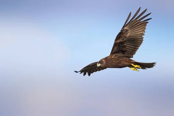 Roofvogel Natuur Achtergrond Vogel Westerse Kiekendief Circus Aeruginosus — Stockfoto