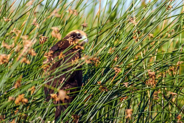 Yırtıcı Kuş Doğa Arka Plan Kuş Batı Bataklık Harrier Sirk — Stok fotoğraf