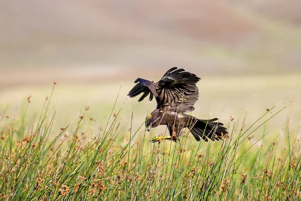 Yırtıcı kuş. Doğa Arka Plan. Kuş: Batı Bataklık Harrier. Sirk aeruginosus. 