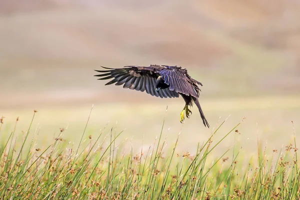 Yırtıcı kuş. Doğa Arka Plan. Kuş: Batı Bataklık Harrier. Sirk aeruginosus. 