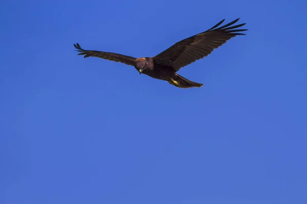 Roofvogel Natuur Achtergrond Vogel Westerse Kiekendief Circus Aeruginosus — Stockfoto