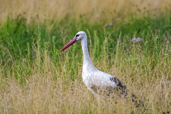 Linda Cigüeña Pájaro Fondo Naturaleza Verde Cigüeña Blanca Ciconia Ciconia — Foto de Stock