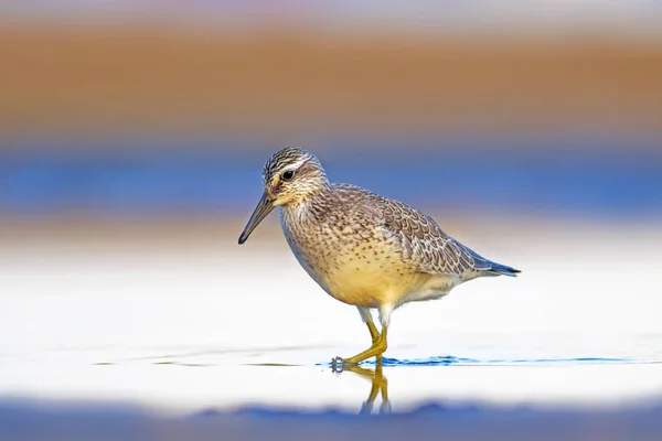 Water Vogel Rode Knoop Geel Blauwe Natuur Achtergrond — Stockfoto