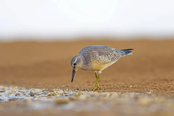 Water bird. Red Knot. Yellow blue nature background.