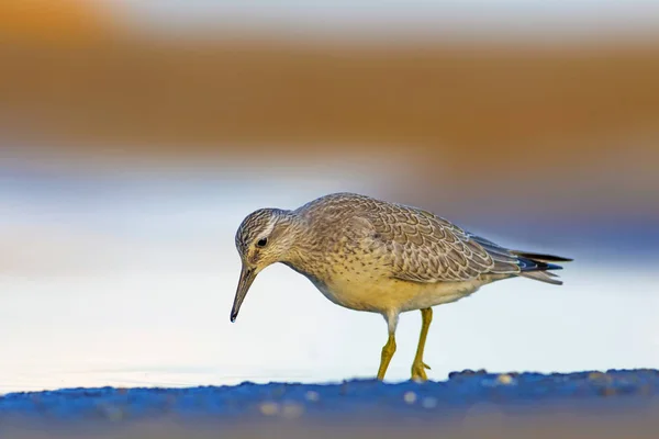 Water bird. Red Knot. Yellow blue nature background.
