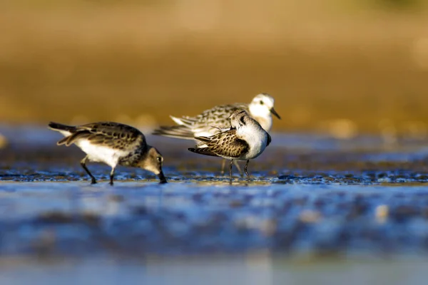 Eau Oiseaux Nature Colorée Fond Habitat — Photo