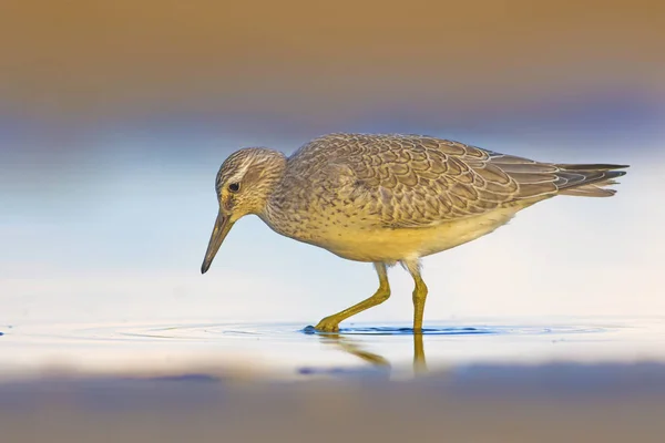 Water bird. Red Knot. Yellow blue nature background.