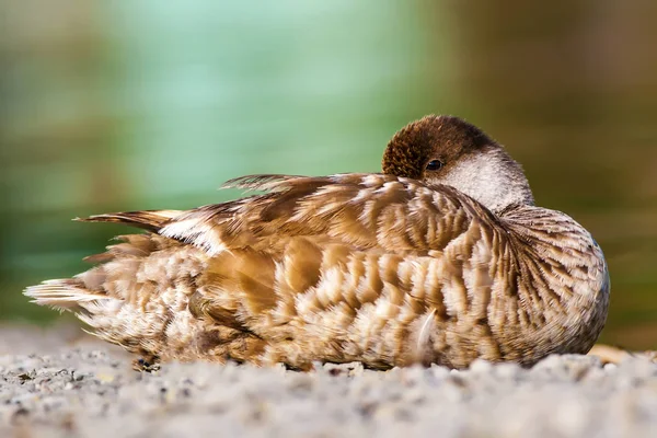 Common Pochard Natural Background Bird Common Pochard Aythya Ferina — Stock Photo, Image