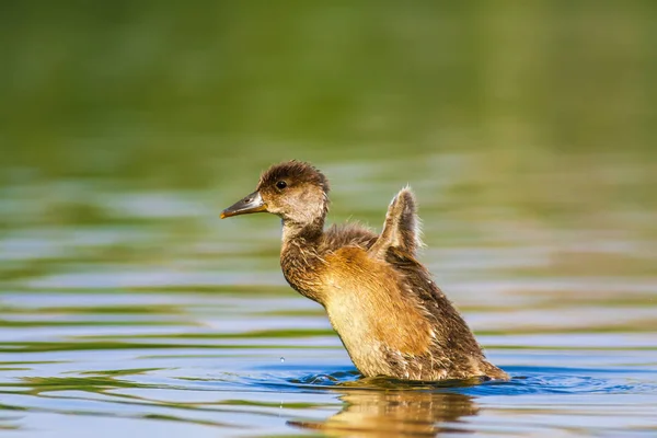 Często Pochard Naturalne Tło Ptak Często Pochard Aythya Ferina — Zdjęcie stockowe