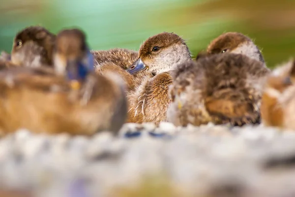 Common Pochard Natural Background Bird Common Pochard Aythya Ferina — Stock Photo, Image