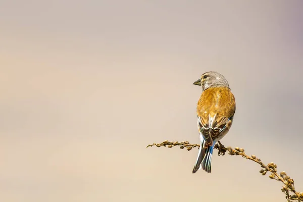 Netter Vogel Auf Ast Vogel Gemeiner Fussel Linaria Cannabina Natürlicher — Stockfoto
