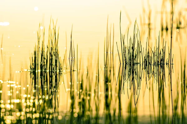 Lago Juncos Abstrato Pôr Sol Fundo Natureza Técnica Exposição Prolongada — Fotografia de Stock