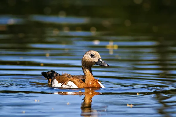 Ruddy Shelduck Water Nature Background — Stock Photo, Image