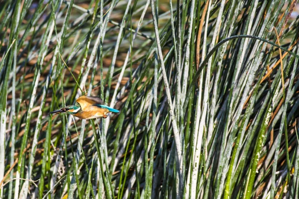 飛ぶ鳥小さなカラフルな鳥キングフィッシャー 自然の背景 分離されたイメージ 一般的なキングフィッシャー アルセド アット — ストック写真