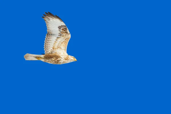 Хижі Птахи Літаючий Канюк Канюк Довгонога — стокове фото