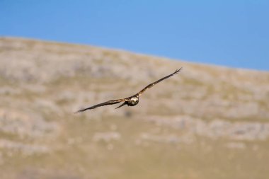 Yırtıcı kuş. Doğa Arka Plan. Kuş: Batı Bataklık Harrier. Sirk aeruginosus. 