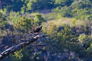 Doğu İmparatorluk Kartalı. Doğa arka planı. Kuş: Aquila heliaca.