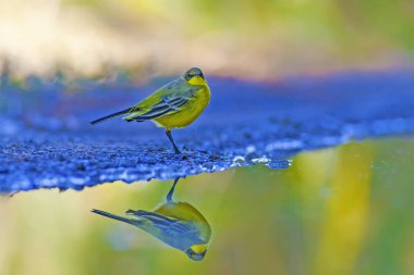 Sevimli sarı kuş. Sarı Wagtail. Doğa arka planı. Kuş: Batı Sarı Wagtail. Motacilla flava.