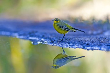 Sevimli sarı kuş. Sarı Wagtail. Doğa arka planı. Kuş: Batı Sarı Wagtail. Motacilla flava.