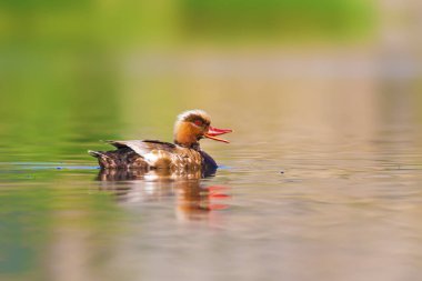 Ortak Pochard. Doğal arka plan. Kuş: Ortak Pochard. Aythya ferina