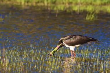 Siyah Leylek. Renkli doğa habitat arka plan. Kuş: Siyah Leylek. 