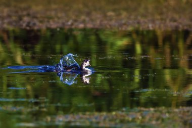 Doğa ve kuş. Yeşil sarı su doğa arka plan. Kuş: Büyük Tepeli Grebe. Podiceps cristatus.