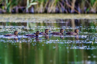 Kızıl tepeli Pochard. Doğa arka planı. Ördek: Kırmızı tepeli Pochard. Netta rufina.