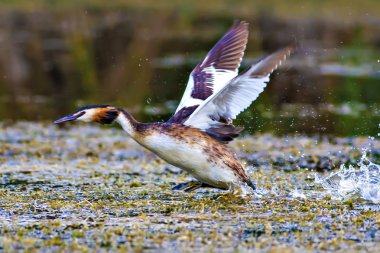 Doğa ve kuş. Yeşil sarı su doğa arka plan. Kuş: Büyük Tepeli Grebe. Podiceps cristatus.