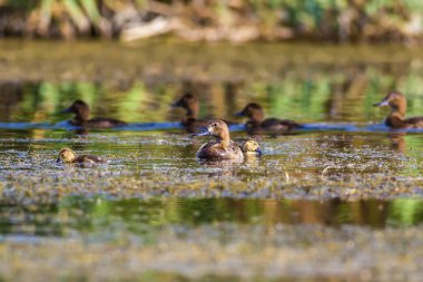 Kızıl tepeli Pochard. Doğa arka planı. Ördek: Kırmızı tepeli Pochard. Netta rufina.