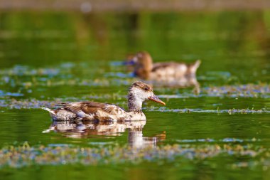 Kızıl tepeli Pochard. Doğa arka planı. Ördek: Kırmızı tepeli Pochard. Netta rufina.